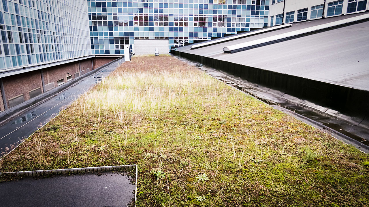 Green roofs can help to promote sustainability for building projects